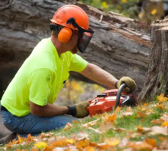 tree services St. Paul